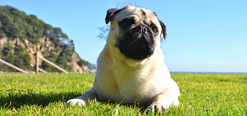 Ein Mops liegt im Gras.