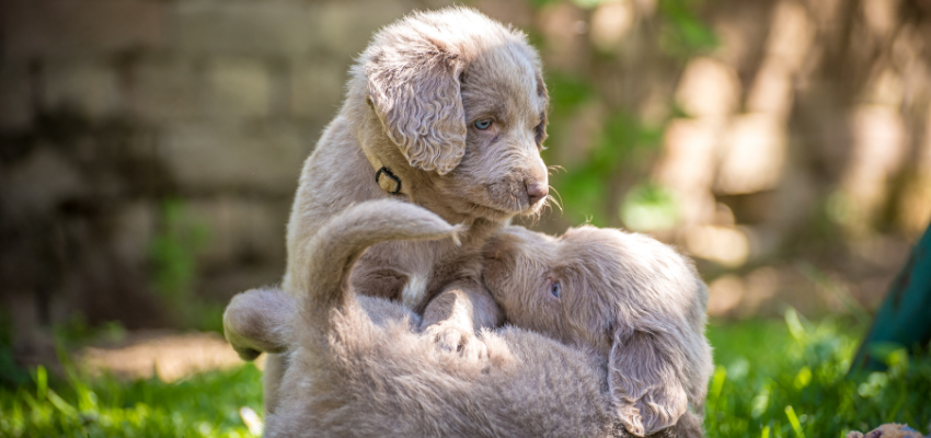 Zwei Weimaraner Welpen spielen.