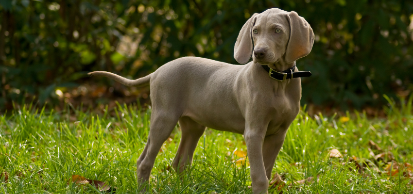 Ein junger Weimaraner steht auf einer Wiese.