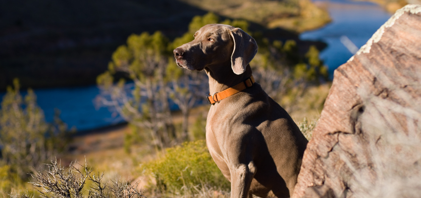 Ein Weimaraner sitzt neben einem Felsen.