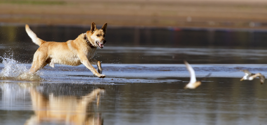 lektier i tilfælde af satellit Jagdverhalten beim Hund – Das solltest du wissen | wedog Blog
