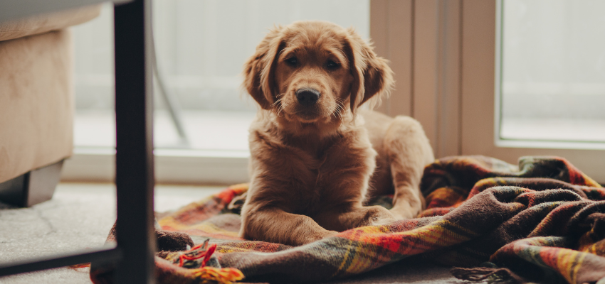 Hund entspannt alleine Zuhause auf einer Decke