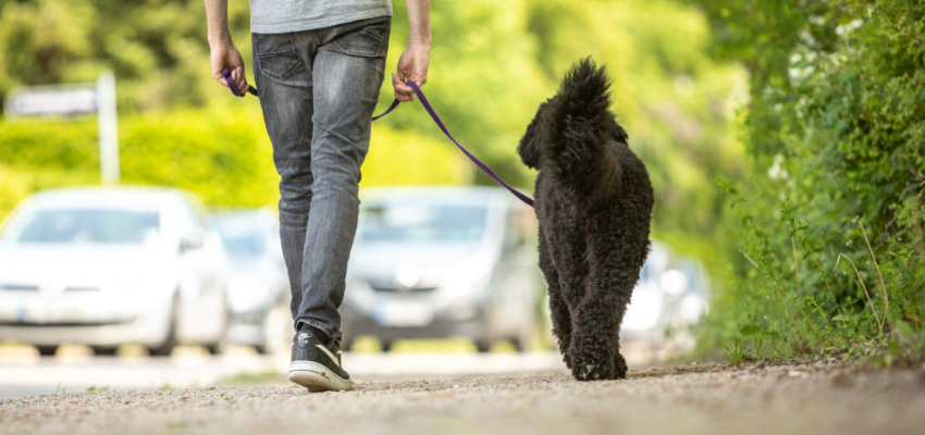 Ein angeleinter Hund und ein Mensch laufen gemeinsam.