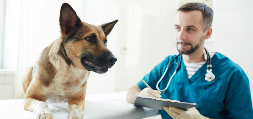Ein Hund liegt auf dem Behandlungstisch beim Tierarzt, neben ihm sitzt der Tierarzt mit einem Klemmbrett.