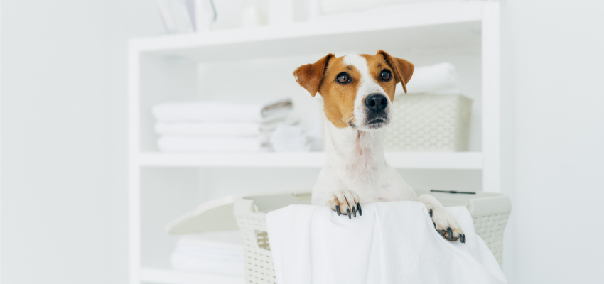 Ein Jack Russell Terrier sitzt in einem weißen Korb, hinter ihm ein Regal.