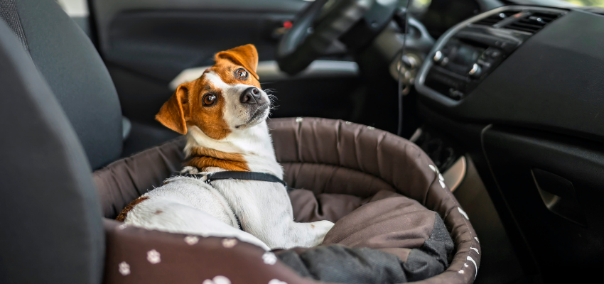Ein braun-weißer Hund sitzt in einem Hundekörbchen im Auto.