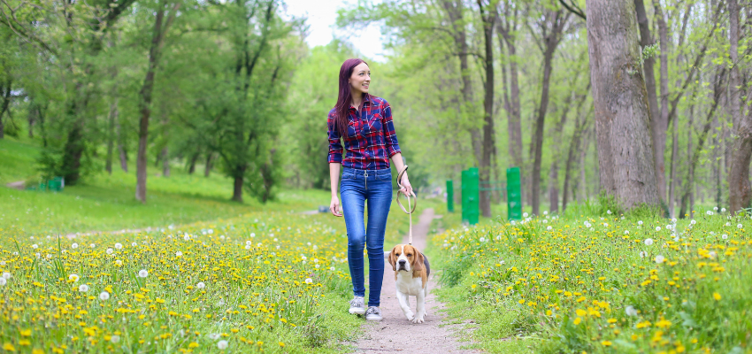 Eine Frau geht mit einem angeleinten Beagle durch den Wald spazieren.