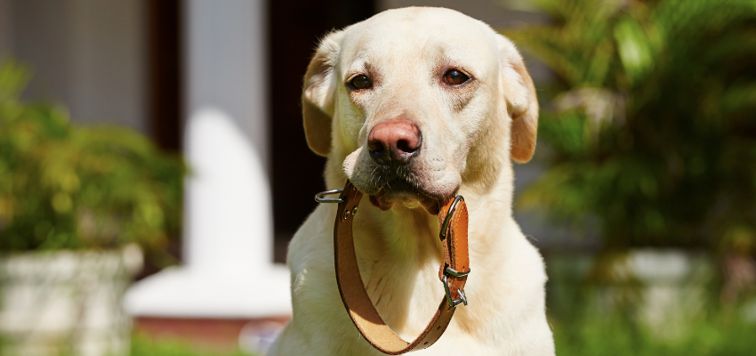 Ein Labrador Retriever hat ein Halsband im Maul.