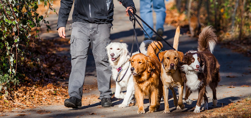 Ein Mann führt vier Hunde an der Leine, darunter ein Golden Retriever und ein Labrador Retriever.