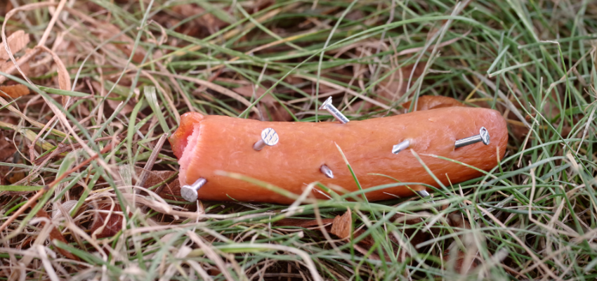 Nagelfalle im Gras für Hunde