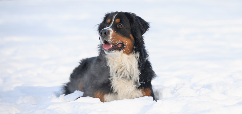 Ein Berner Sennenhund liegt aufmerksam im Schnee