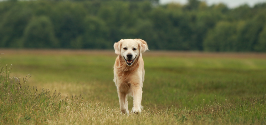 Ein glücklich aussehender Hund läuft über eine Wiese