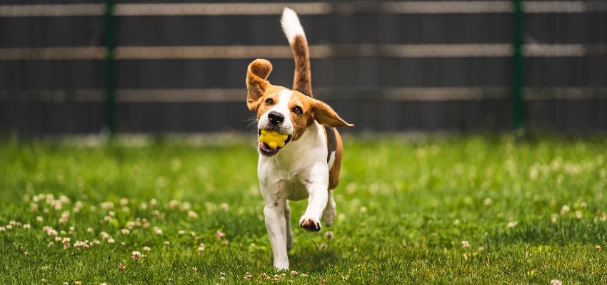 Ein Hund mit einem Ball im Mund rennt über eine Wiese