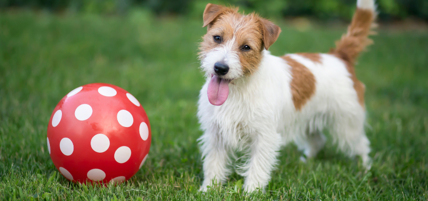Ein Hund spielt mit einem Ball
