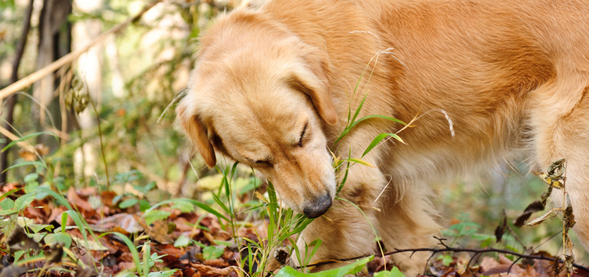 Ein Hund frisst Gras im Wald.