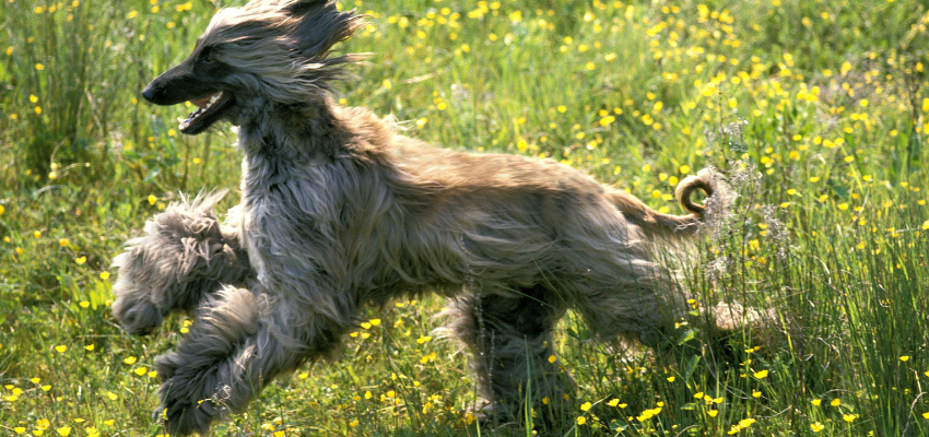 Ein Afghanischer Windhund rennt über eine Wiese