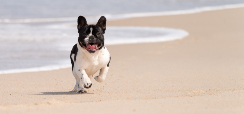 Eine Französische Bulldogge läuft am Strand entlang