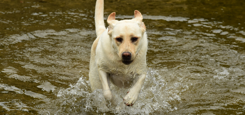 Ein Labrador Retriever im Wasser