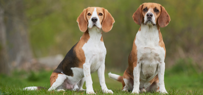 Zwei Beagle sitzen nebeneinander in der Wiese