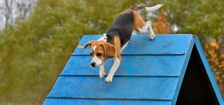 Ein Beagle läuft eine blaue Rampe herunter