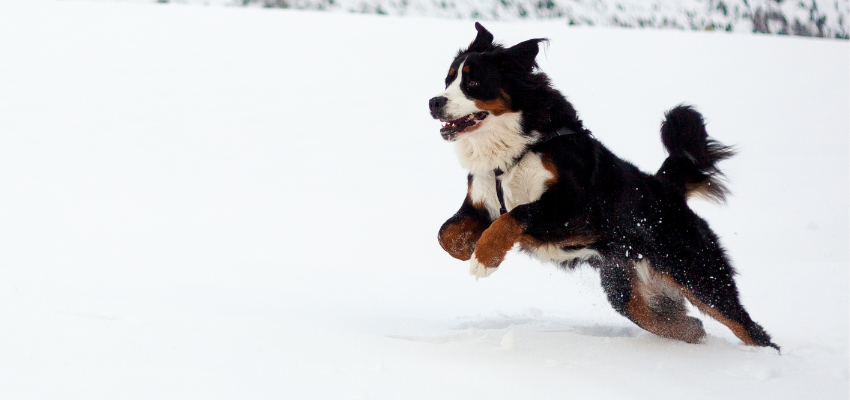 Ein Berner Sennenhund springt über den Schnee.