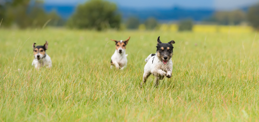 Drei Jack Russell Terrier laufen über eine grüne Wiese.