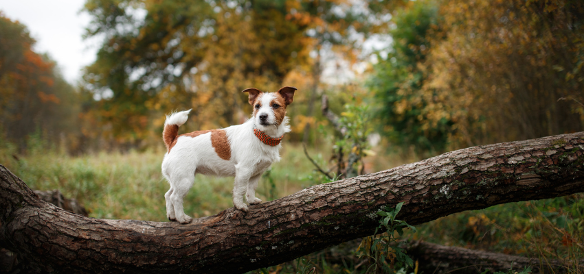 Ein Jack Russell Terrier steht auf einem Baumstamm