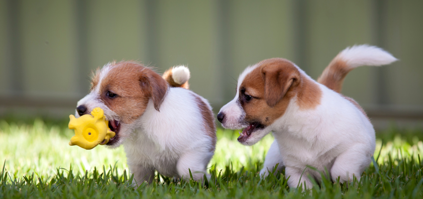 Zwei Jack Russell Terrier Welpen spielen mit einem gelben Spielzeug.