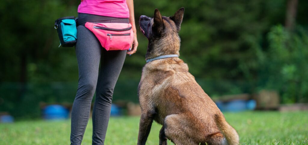 Frau trainiert mit einem Schäferhund.