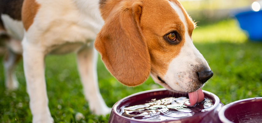 Ein Beagle trinkt aus seinem Wassernapf.