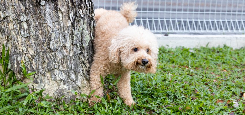 Ein Hund uriniert an einem Baum.