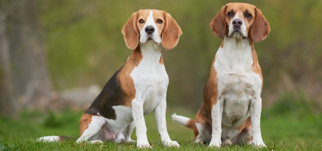 Zwei Beagle sitzen auf einer Wiese.
