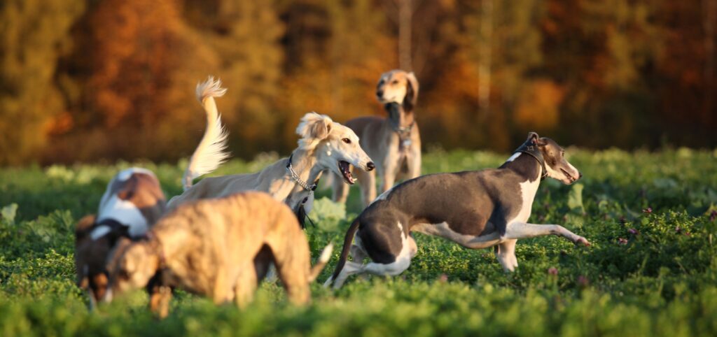 Eine Gruppe Windhunde läuft über ein Feld.