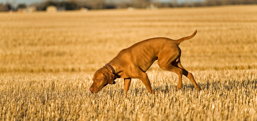 Ein brauner Hund schnüffelt in einem vertrocknetem Feld.