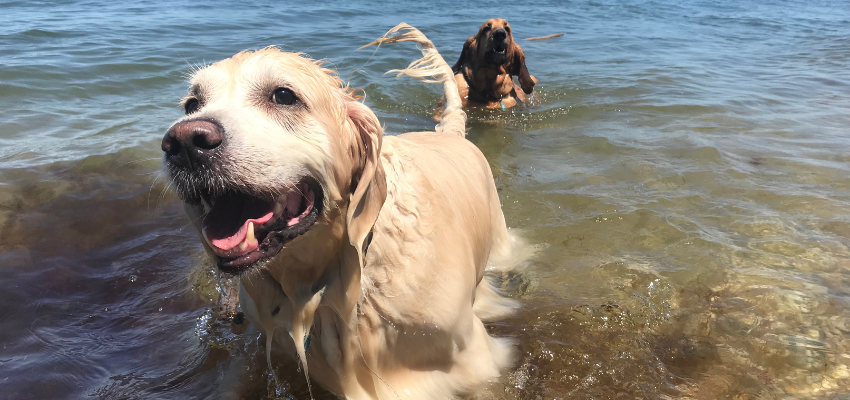 Zwei Hunde spielen im Wasser.