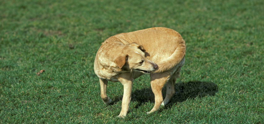 Ein Hund jagt seinen Schwanz.