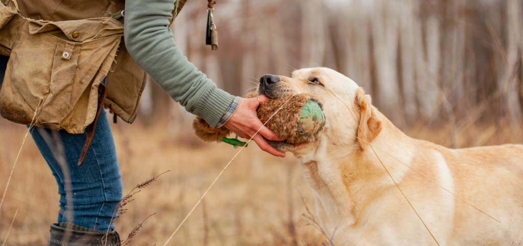 Ein Labrador Retriever legt seinem Besitzer einen Dummy in die Hand.
