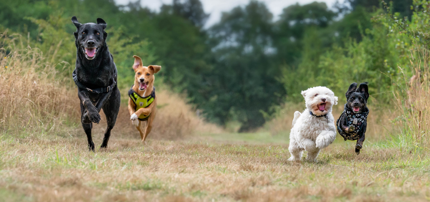 Vier Hunde laufen einen Feldweg entlang.
