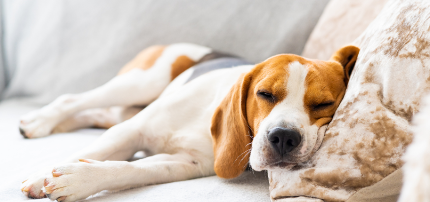 Ein Beagle schläft auf dem Sofa.