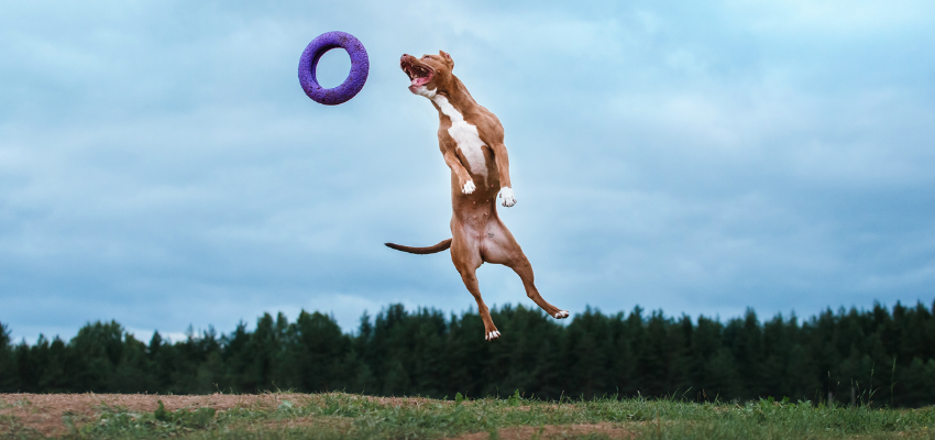 Ein Hund fängt ein Spielzeug in der Luft.