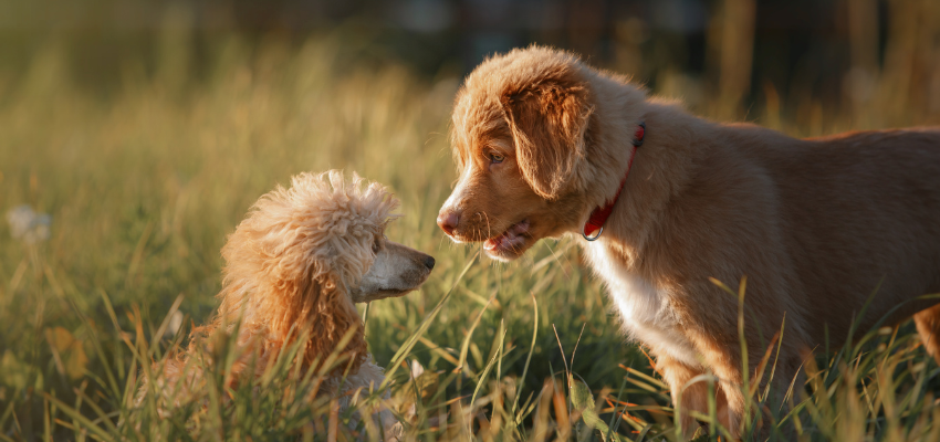 Ein erwachsener Hund und ein Welpe beschnüffeln sich in einem Feld.