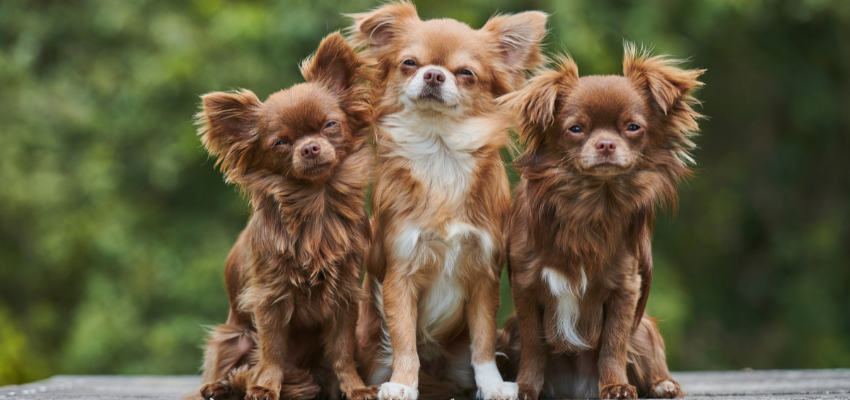 Drei Chihuahuas sitzen nebeneinander auf einer Bank.