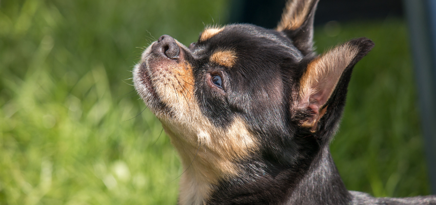 Ein Chihuahua blickt konzentriert auf etwas.