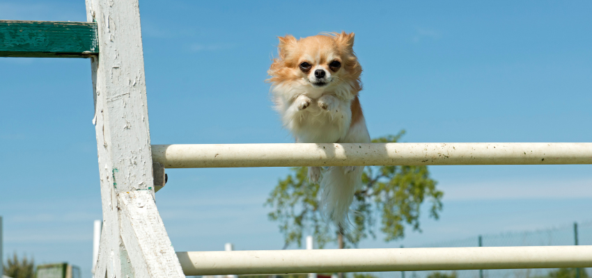 Ein Chihuahua springt über ein Agility Hindernis.