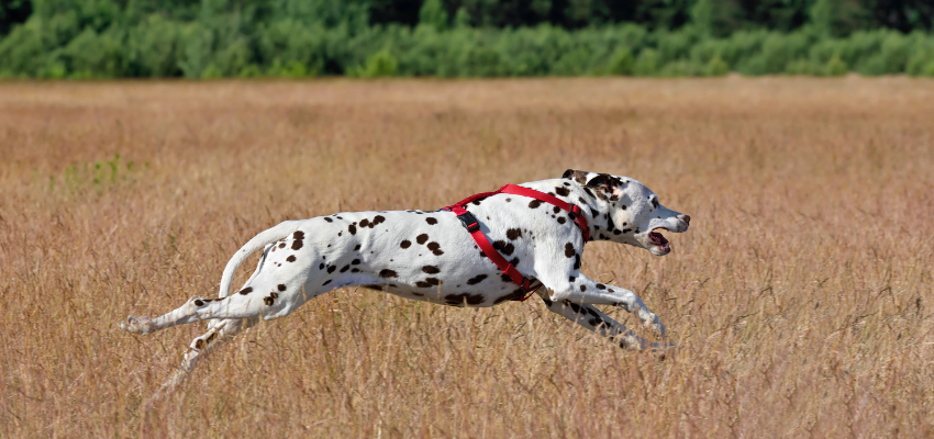 Ein Dalmatiner sprintet über ein Feld.