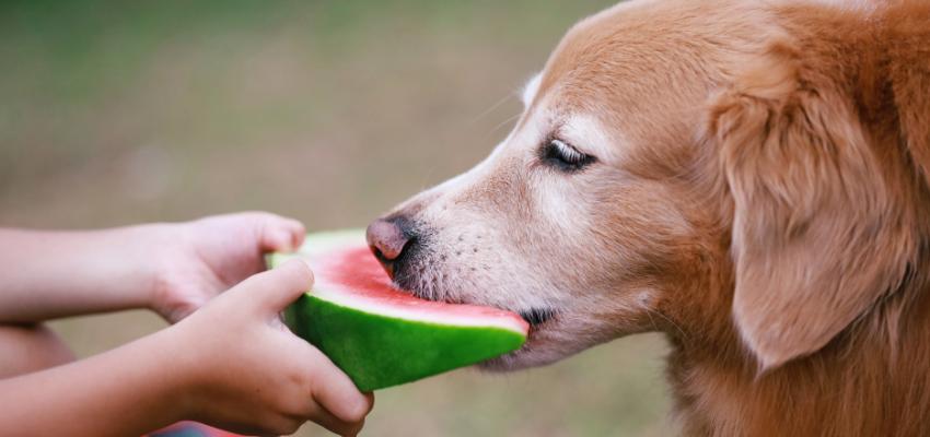 Ein Golden Retriever beißt in ein Stück Wassermelone, was ihm jemand gibt.