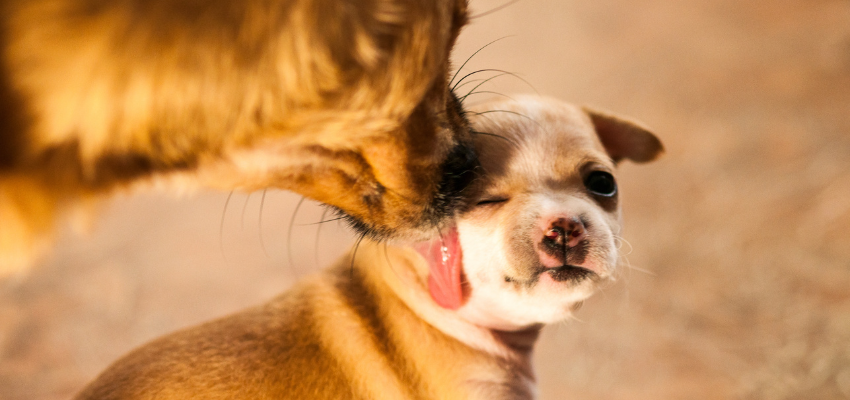Ein erwachsener Hund leckt einem Welpen über das Gesicht.