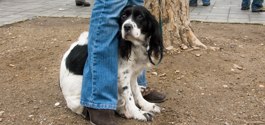 Ein angeleinter Hund sitzt ängstlich zwischen den Beinen seiner Besitzerin.