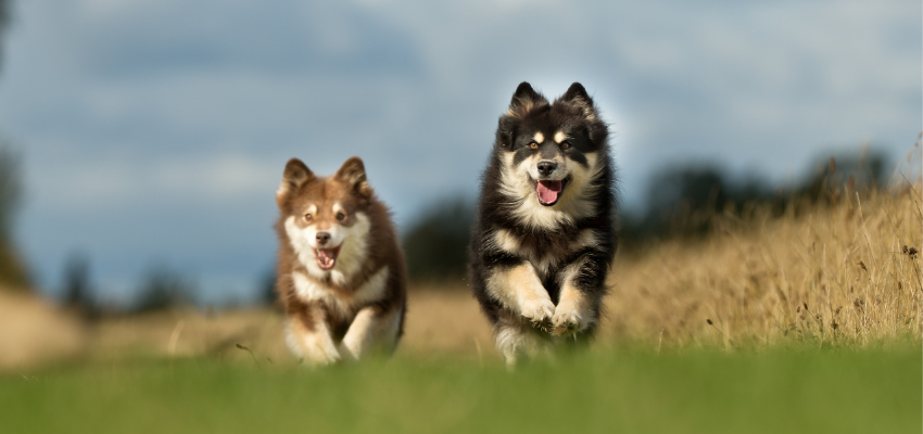 Zwei Hunde rennen über ein Feld.