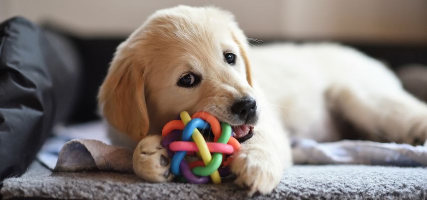 Kleiner Welpe kaut auf einem Hundespielzeug.